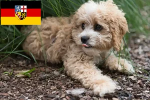 Mehr über den Artikel erfahren Maltipoo Züchter und Welpen im Saarland