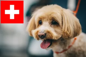 Mehr über den Artikel erfahren Maltipoo Züchter und Welpen in der Schweiz