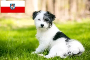 Mehr über den Artikel erfahren Maltipoo Züchter und Welpen in Thüringen