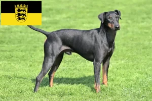 Mehr über den Artikel erfahren Manchester-Terrier Züchter und Welpen in Baden-Württemberg