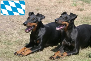 Mehr über den Artikel erfahren Manchester-Terrier Züchter und Welpen in Bayern