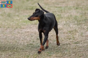 Mehr über den Artikel erfahren Manchester-Terrier Züchter und Welpen in Bourgogne-Franche-Comté