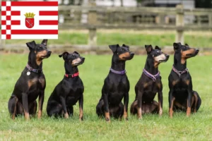 Mehr über den Artikel erfahren Manchester-Terrier Züchter und Welpen in Bremen