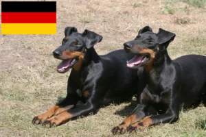Mehr über den Artikel erfahren Manchester-Terrier Züchter und Welpen in Deutschland