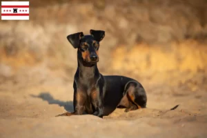 Mehr über den Artikel erfahren Manchester-Terrier Züchter und Welpen in Drenthe