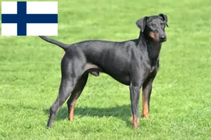 Mehr über den Artikel erfahren Manchester-Terrier Züchter und Welpen in Finnland