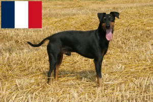 Mehr über den Artikel erfahren Manchester-Terrier Züchter und Welpen in Frankreich