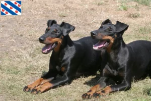 Mehr über den Artikel erfahren Manchester-Terrier Züchter und Welpen in Friesland