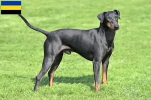 Mehr über den Artikel erfahren Manchester-Terrier Züchter und Welpen in Gelderland