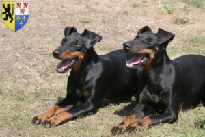 Mehr über den Artikel erfahren Manchester-Terrier Züchter und Welpen in Hauts-de-France