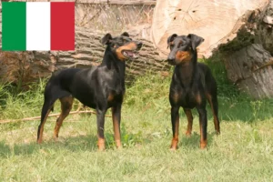 Mehr über den Artikel erfahren Manchester-Terrier Züchter und Welpen in Italien