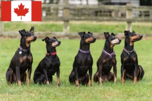 Mehr über den Artikel erfahren Manchester-Terrier Züchter und Welpen in Kanada