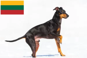 Mehr über den Artikel erfahren Manchester-Terrier Züchter und Welpen in Litauen