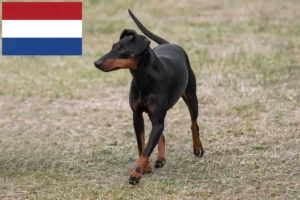 Mehr über den Artikel erfahren Manchester-Terrier Züchter und Welpen in den Niederlanden