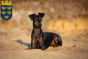 Mehr über den Artikel erfahren Manchester-Terrier Züchter und Welpen in Niederösterreich