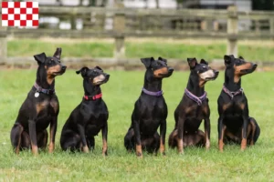 Mehr über den Artikel erfahren Manchester-Terrier Züchter und Welpen in Nordbrabant