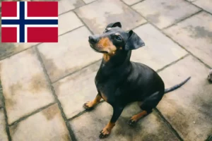 Mehr über den Artikel erfahren Manchester-Terrier Züchter und Welpen in Norwegen