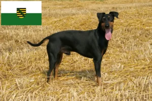 Mehr über den Artikel erfahren Manchester-Terrier Züchter und Welpen in Sachsen