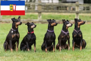 Mehr über den Artikel erfahren Manchester-Terrier Züchter und Welpen in Schleswig-Holstein