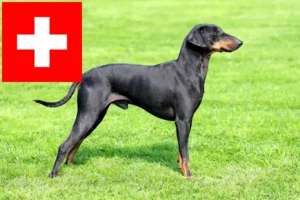 Mehr über den Artikel erfahren Manchester-Terrier Züchter und Welpen in der Schweiz