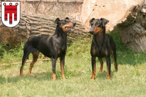 Mehr über den Artikel erfahren Manchester-Terrier Züchter und Welpen in Vorarlberg