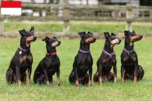 Mehr über den Artikel erfahren Manchester-Terrier Züchter und Welpen in Wien