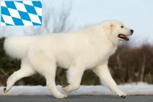 Mehr über den Artikel erfahren Maremmen-Abruzzen-Schäferhund Züchter und Welpen in Bayern