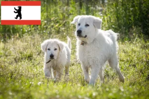 Mehr über den Artikel erfahren Maremmen-Abruzzen-Schäferhund Züchter und Welpen in Berlin