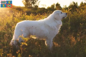 Mehr über den Artikel erfahren Maremmen-Abruzzen-Schäferhund Züchter und Welpen in Bourgogne-Franche-Comté