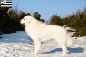 Mehr über den Artikel erfahren Maremmen-Abruzzen-Schäferhund Züchter und Welpen in der Bretagne