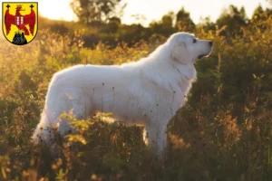 Mehr über den Artikel erfahren Maremmen-Abruzzen-Schäferhund Züchter und Welpen im Burgenland