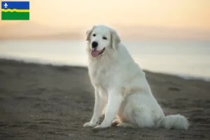 Mehr über den Artikel erfahren Maremmen-Abruzzen-Schäferhund Züchter und Welpen in Flevoland