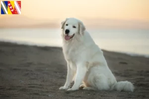 Mehr über den Artikel erfahren Maremmen-Abruzzen-Schäferhund Züchter und Welpen in Grand Est