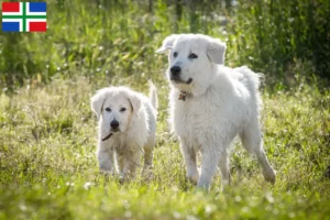 Mehr über den Artikel erfahren Maremmen-Abruzzen-Schäferhund Züchter und Welpen in Groningen