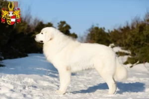 Mehr über den Artikel erfahren Maremmen-Abruzzen-Schäferhund Züchter und Welpen in Kärnten