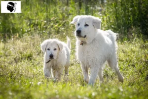 Mehr über den Artikel erfahren Maremmen-Abruzzen-Schäferhund Züchter und Welpen auf Korsika