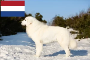 Mehr über den Artikel erfahren Maremmen-Abruzzen-Schäferhund Züchter und Welpen in den Niederlanden