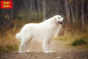 Mehr über den Artikel erfahren Maremmen-Abruzzen-Schäferhund Züchter und Welpen in der Normandie