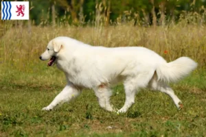 Mehr über den Artikel erfahren Maremmen-Abruzzen-Schäferhund Züchter und Welpen in Nouvelle-Aquitaine