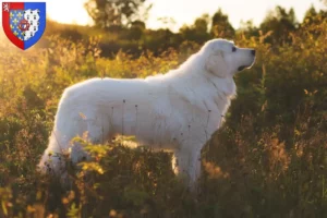 Mehr über den Artikel erfahren Maremmen-Abruzzen-Schäferhund Züchter und Welpen in Pays de la Loire