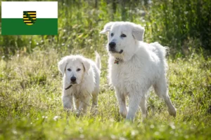 Mehr über den Artikel erfahren Maremmen-Abruzzen-Schäferhund Züchter und Welpen in Sachsen