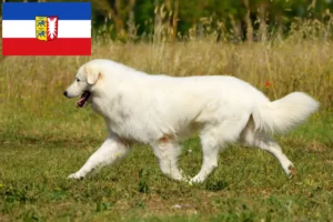 Mehr über den Artikel erfahren Maremmen-Abruzzen-Schäferhund Züchter und Welpen in Schleswig-Holstein