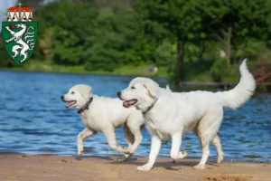 Mehr über den Artikel erfahren Maremmen-Abruzzen-Schäferhund Züchter und Welpen in der Steiermark