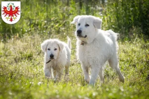 Mehr über den Artikel erfahren Maremmen-Abruzzen-Schäferhund Züchter und Welpen in Tirol