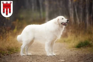 Mehr über den Artikel erfahren Maremmen-Abruzzen-Schäferhund Züchter und Welpen in Vorarlberg