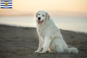 Mehr über den Artikel erfahren Maremmen-Abruzzen-Schäferhund Züchter und Welpen in Zeeland