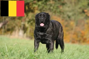 Mehr über den Artikel erfahren Mastiff Züchter und Welpen in Belgien