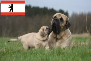 Mehr über den Artikel erfahren Mastiff Züchter und Welpen in Berlin