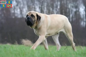 Mehr über den Artikel erfahren Mastiff Züchter und Welpen in Bourgogne-Franche-Comté