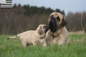 Mehr über den Artikel erfahren Mastiff Züchter und Welpen in der Bretagne